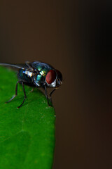 Meat flies are called sarcophagidae. These flies are sometimes perched on green leaves
