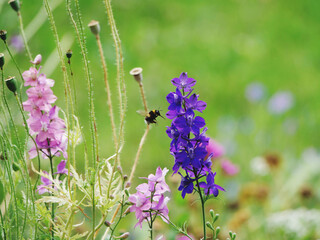 bumble bee at purple blossoms