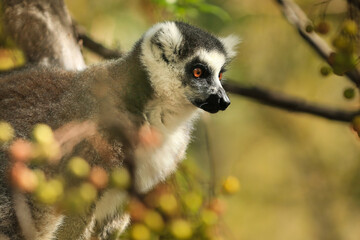 Madagascar lemur with bright eyes, looking into the distance, close-up.