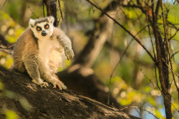 Madagascar lemur, sitting on a tree and looking curiously at the camera.