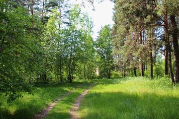 Obraz premium photo of a dense Russian forest
