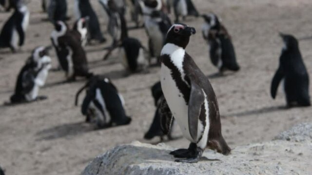 Penguin colony in Boulders beach, hosting more than 3000 penguins near Cape Town, South africa