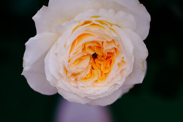 Close up view of beautiful white rose with soft selective focus on blur nature background. Royalty high-quality free stock image of flowers. Rose is a symbol of love.