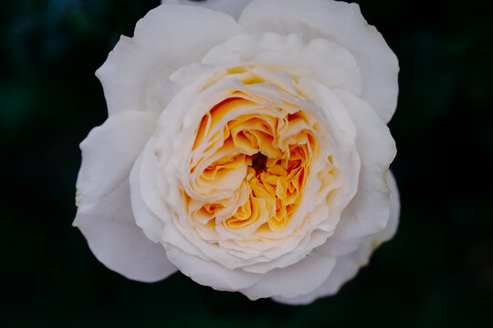 Close up view of beautiful white rose with soft selective focus on blur nature background. Royalty high-quality free stock image of flowers. Rose is a symbol of love.