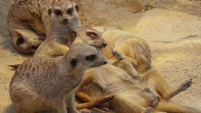 Five Meerkats Laying Down