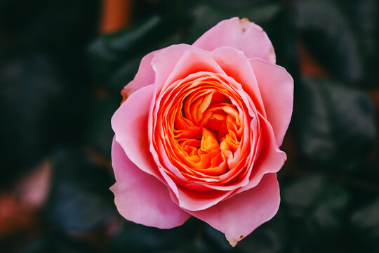 Close up view of beautiful pastel pink rose with soft selective focus on blur nature background. Royalty high-quality free stock image of flowers. Rose is a symbol of love.