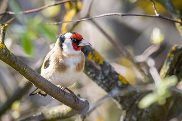 European goldfinch (Carduelis carduelis)
