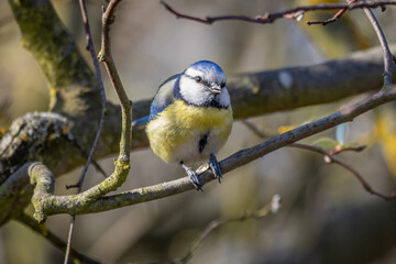 Obraz premium Eurasian blue tit (Cyanistes caeruleus)