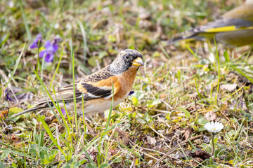 Brambling (Fringilla montifringilla)