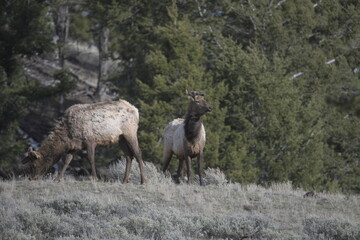 Naklejka na ściany i meble Elk in Yellowstone national park, USA