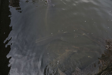 Sturgeon was caught in a network of fishermen. Fishing and caught fish. Food withdrawals on an industrial scale. Stock background for design.