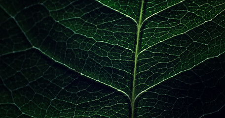Macro shot of a flower petal with splashes and drops of water. Texture of leaf and petal on a background of blurry splashes.