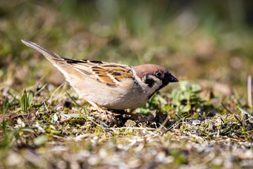 Eurasian tree sparrow (Passer montanus)