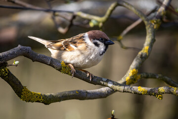 Eurasian tree sparrow (Passer montanus)