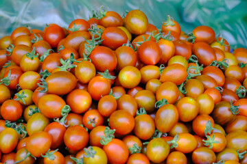 Ripe tomatoes are on the green blur background. Tomatoes are grown in a greenhouse on an organic farm. Royalty high-quality free stock image of tomato. Nature photography.