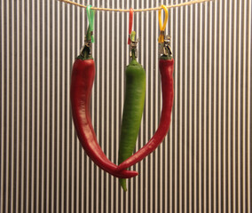 colorful organic peppers on striped background