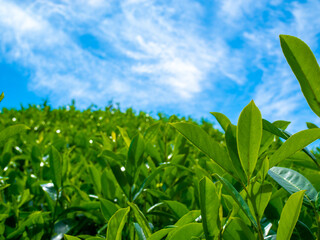Green tea plantation against blue cloudy sky