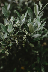 Wild olive Flowers Olea europea var. sylvestris
