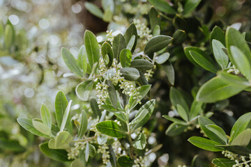 Wild olive Flowers Olea europea var. sylvestris