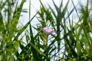 逆光の昼咲月見草　葦と雑草の中で揺れる　麻機遊水地　静岡市