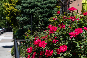 Fototapeta na wymiar Beautiful Red Roses during Spring along a Neighborhood Sidewalk in Astoria Queens New York