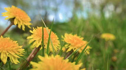 Close up yellow dandelions background of green garden