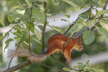 Red squirrel on a branch. Little animal with a fluffy tail.
