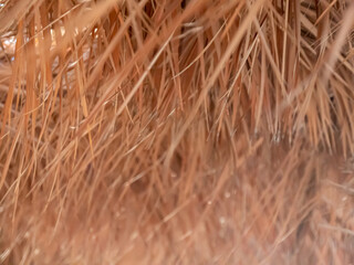 Background of the dry grass hanging from the ceiling. Selective focus.