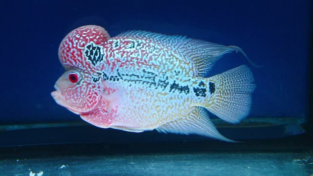 Flowerhorn Fish Aquarium Fish Flower horn Fish Flowerhorn Cichlid Fish