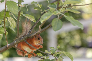 Red squirrel on a branch eats nuts.