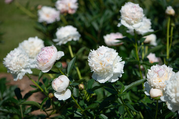 Blooming peony bush with white flowers in the garden.
