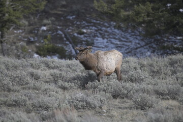 Obraz premium Elk in Yellowstone national park, USA