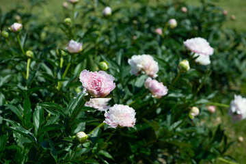 Blooming peony bush with white flowers in the garden.
