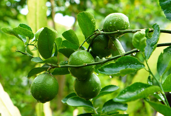 Green lemon on the tree blurred green background, an excellent source of vitamin C. blurred green lime on the tree.