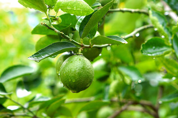 Green lemon on the tree blurred green background, an excellent source of vitamin C. blurred green...