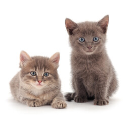 Fototapeta na wymiar two little kittens