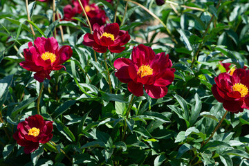 Red peonies flowering in peonies garden.