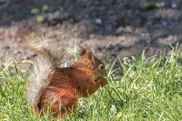Red squirrel eats nuts. (Little animal with a fluffy tail)