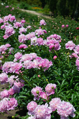 Pink peonies flowering in peonies garden.