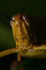 Close up of Yellow grasshoppers perched on tree trunks