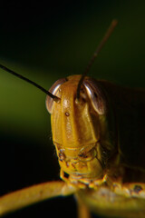 Close up of Yellow grasshoppers perched on tree trunks