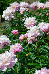 Pink peonies flowering in peonies garden.