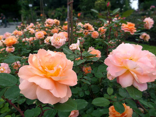 pink_roses_garden_Mainau_Germany