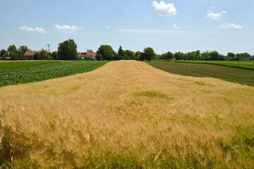 Fototapeta na wymiar ripe golden barley field in sunlight with blue sky in the background