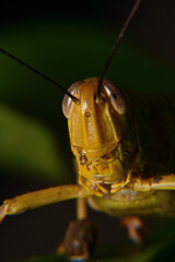 Close up of Yellow grasshoppers perched on tree trunks
