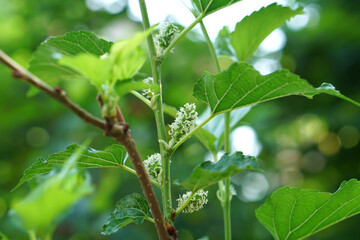 Obraz premium Mulberry on the tree blurred green background, Mulberry contains very high levels of anthocyanin, which helps to fight free radicals. mulberry in Thailand.