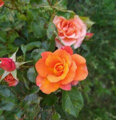 Rozkwitnięta herbaciana róża na  tle zieleni