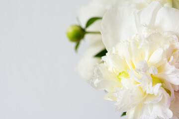 Beautiful bouquet of peonies, white peonies floral background