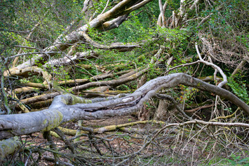 Fototapeta na wymiar Twisted Branches in the Forest