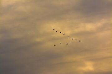 Fototapeta premium seagull in flight